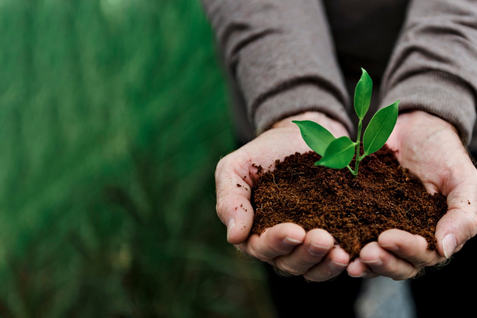 Hands holding soil with a young green seedling